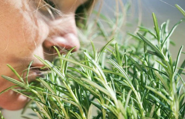 Miris OVE biljke poboljšava pamćenje! Za samo 5 minuta dnevno povećati ćete pamćenje za 75%!